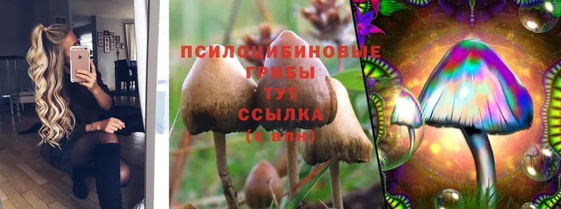 Галлюциногенные грибы Psilocybine cubensis  Островной 